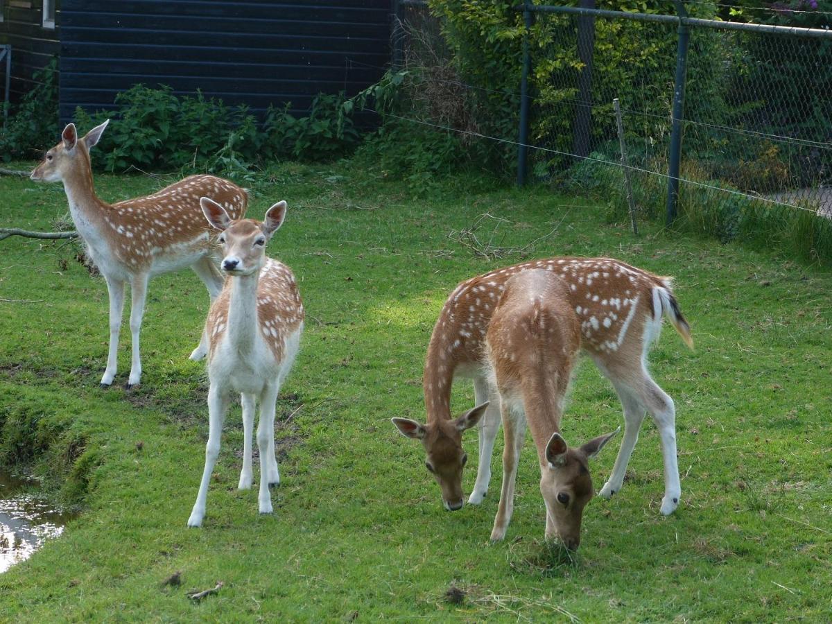 Vakantiehuisjes Landgoed Sonneborghe Kollumerzwaag Exteriér fotografie