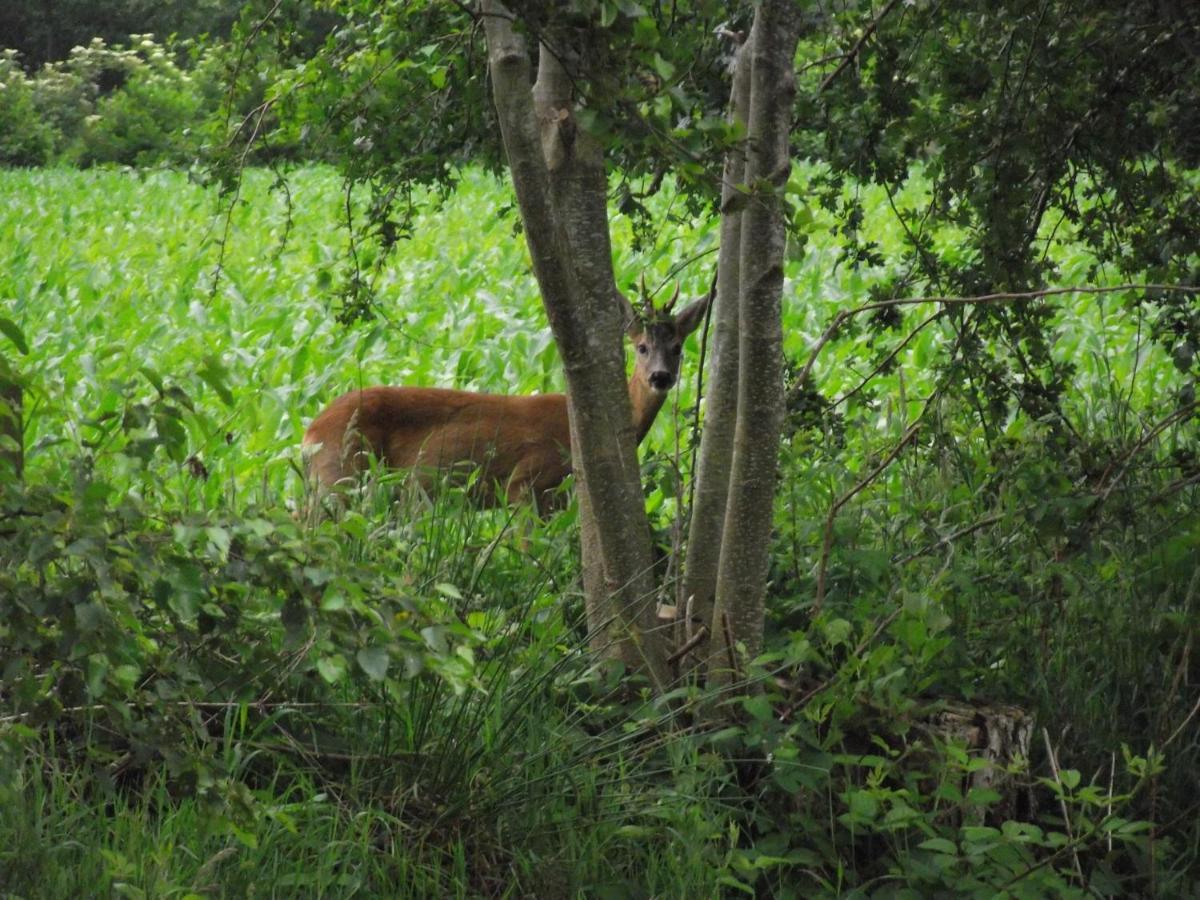 Vakantiehuisjes Landgoed Sonneborghe Kollumerzwaag Exteriér fotografie
